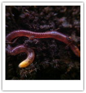 Macro photo of a compost worm
