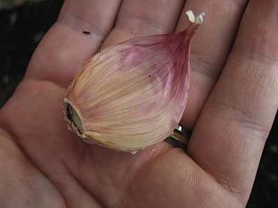 garlic skin