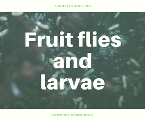 Fruit flies and larvae