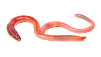Red wriggler worm