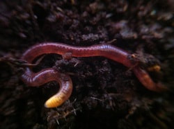 Close up of compost worm