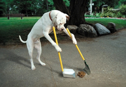 Funny image of a dog picking up poo